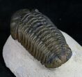 Bargain Phacops Trilobite From Morocco #9251-2